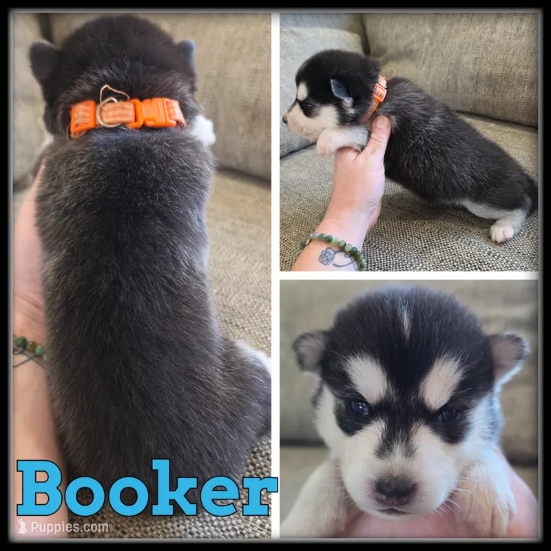 Booker – Siberian Husky puppy for sale in Breckenridge, MI