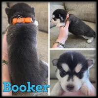 Booker, a male Siberian Husky for sale in Breckenridge, MI – 1 of 1