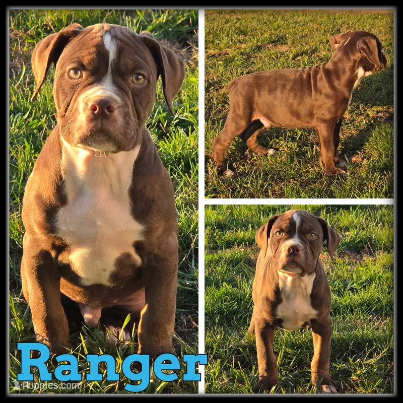 Ranger – Olde English Bulldogge puppy for sale in Breckenridge, MI