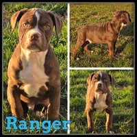 Ranger, a male Olde English Bulldogge for sale in Breckenridge, MI – 1 of 7