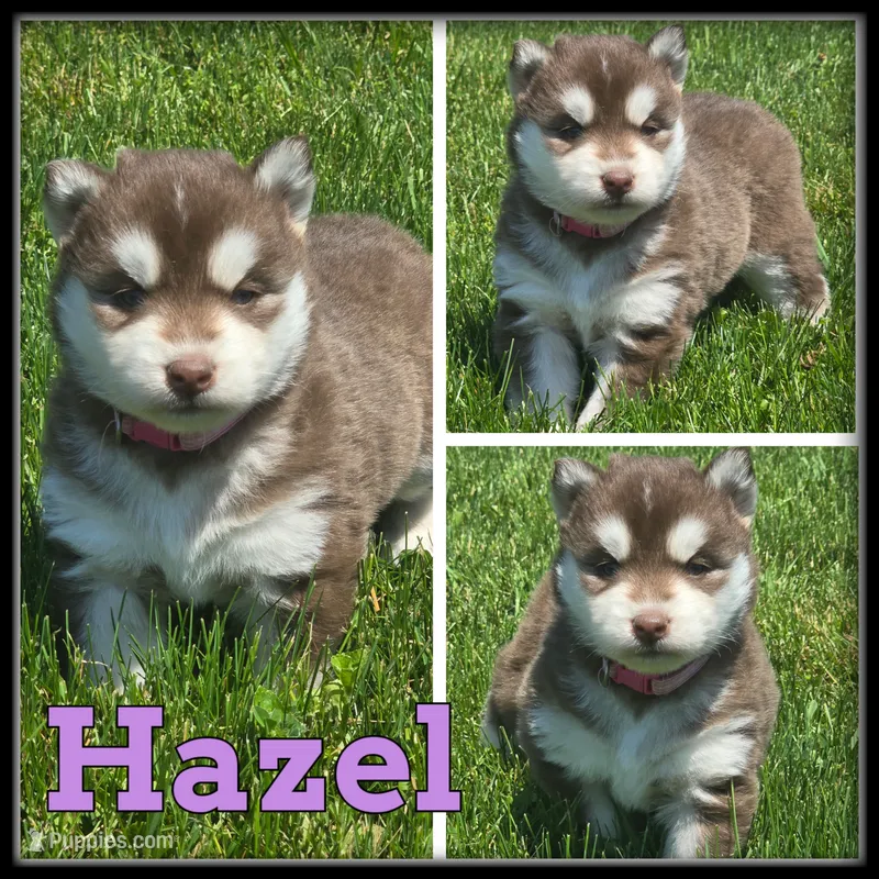 Hazel – Siberian Husky puppy for sale in Breckenridge, MI