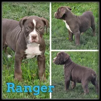 Ranger, a male Olde English Bulldogge for sale in Breckenridge, MI – 5 of 7