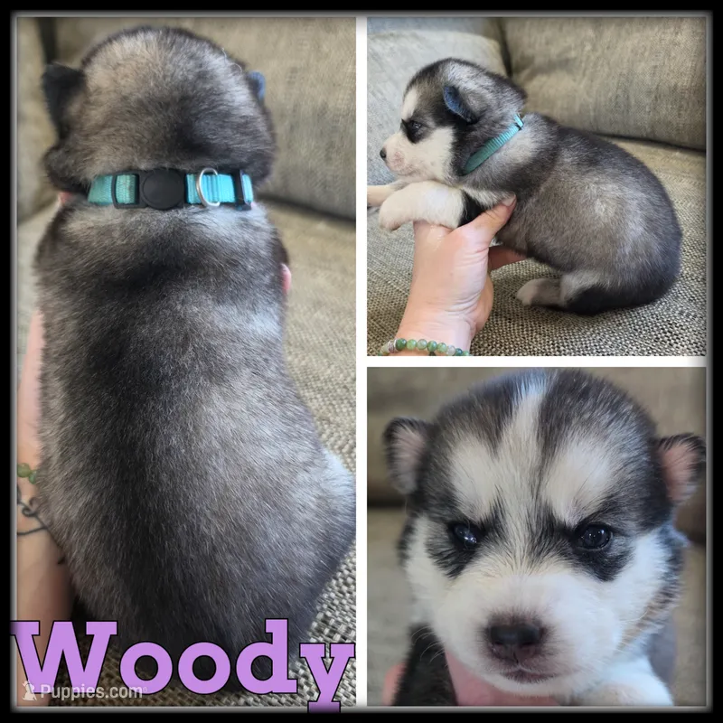 Woody – Siberian Husky puppy for sale in Breckenridge, MI