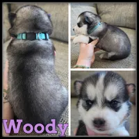 Woody, a female Siberian Husky for sale in Breckenridge, MI – 1 of 1