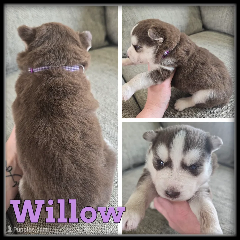 Willow – Siberian Husky puppy for sale in Breckenridge, MI