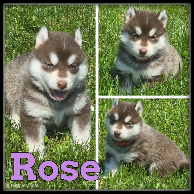 Rose – Siberian Husky puppy for sale in Breckenridge, MI