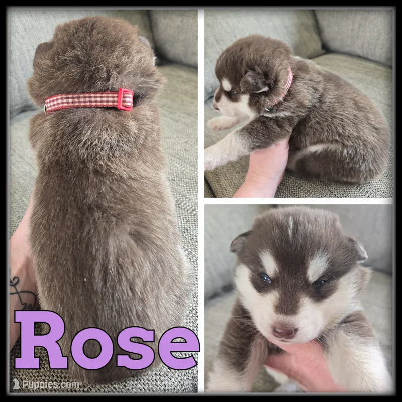 Rose – Siberian Husky puppy for sale in Breckenridge, MI