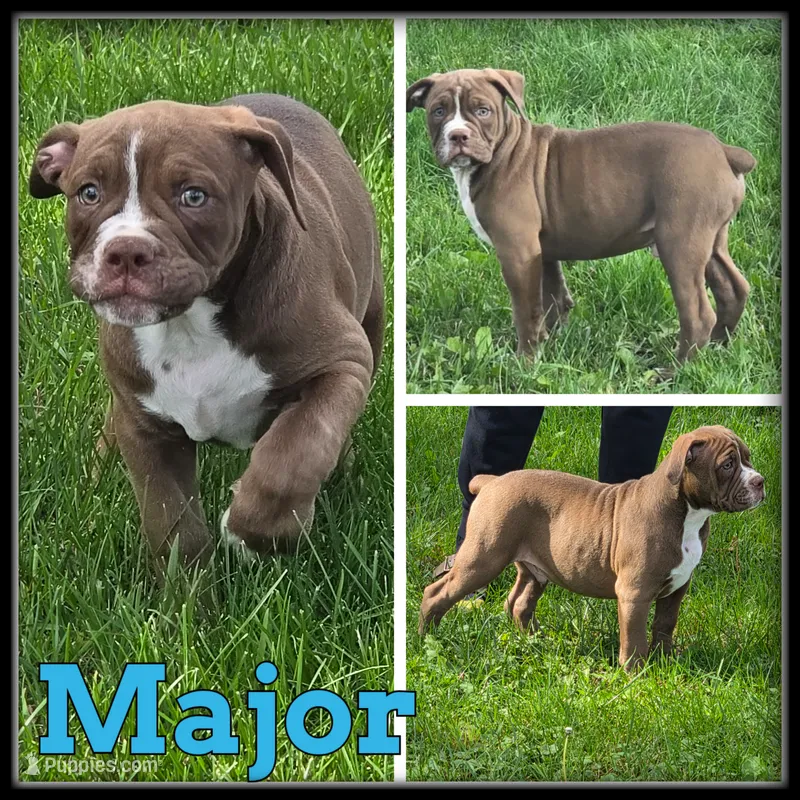 Major – Olde English Bulldogge puppy for sale in Breckenridge, MI