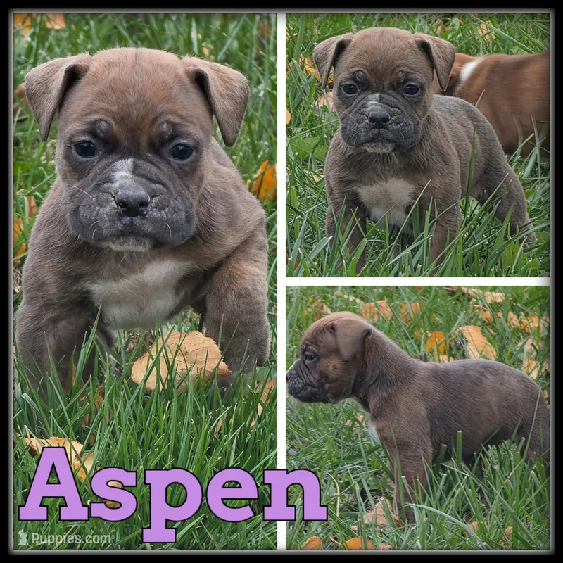 Aspen – Olde English Bulldogge puppy for sale in Breckenridge, MI