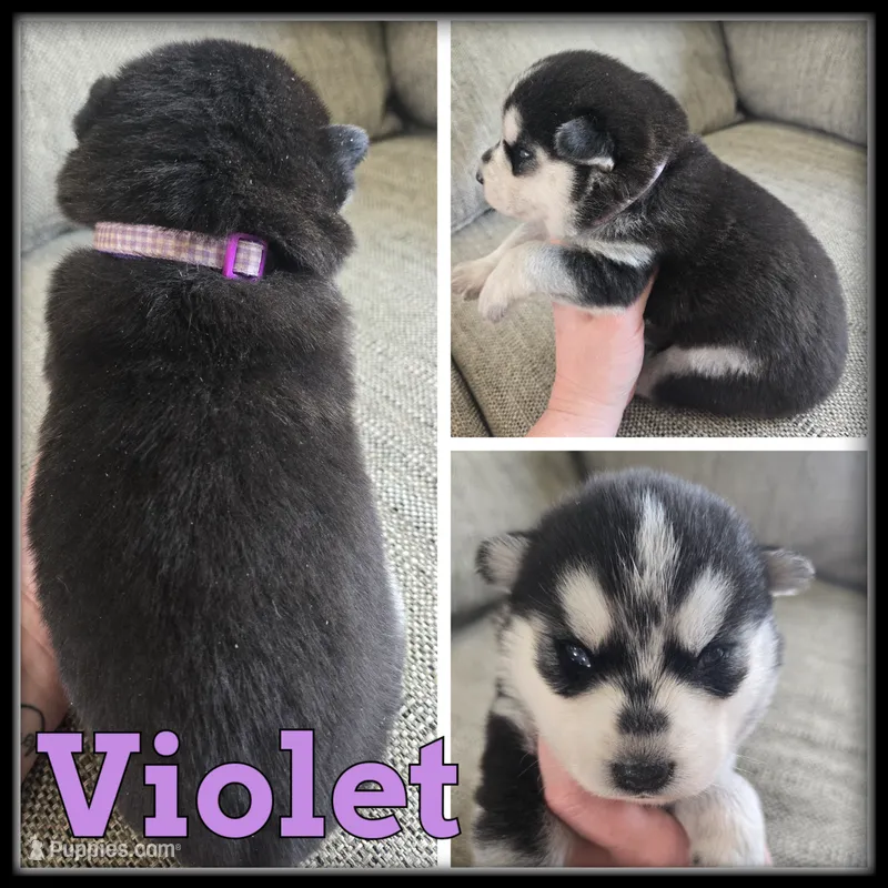 Violet – Siberian Husky puppy for sale in Breckenridge, MI