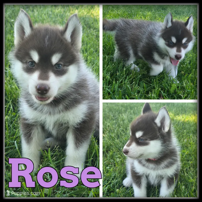 Rose – Siberian Husky puppy for sale in Breckenridge, MI