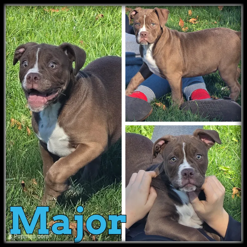 Major – Olde English Bulldogge puppy for sale in Breckenridge, MI