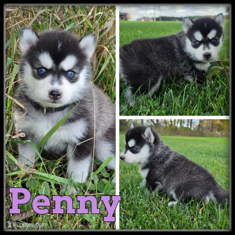 Penny – Siberian Husky puppy for sale in Breckenridge, MI