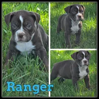 Ranger, a male Olde English Bulldogge for sale in Breckenridge, MI – 7 of 7