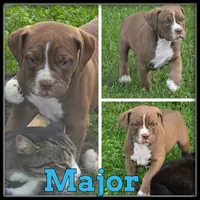 Major, a male Olde English Bulldogge for sale in Breckenridge, MI – 6 of 7