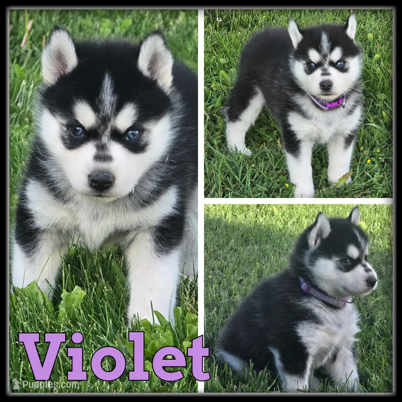Violet – Siberian Husky puppy for sale in Breckenridge, MI