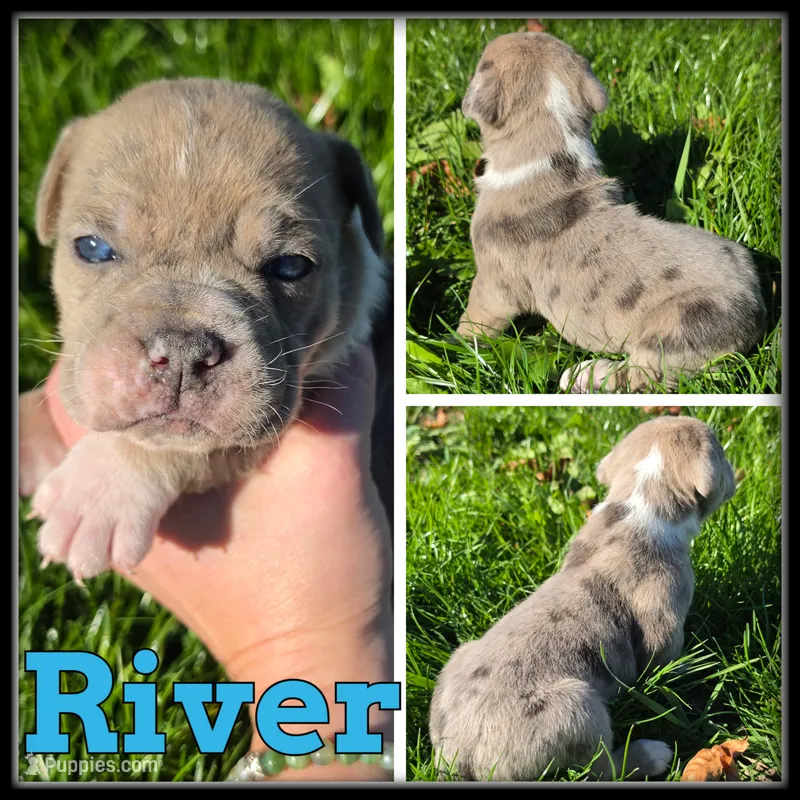 River – Olde English Bulldogge puppy for sale in Breckenridge, MI