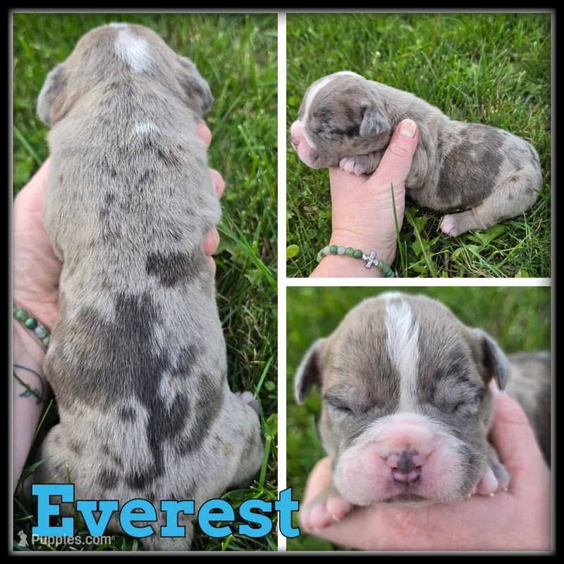 Everest – Olde English Bulldogge puppy for sale in Breckenridge, MI