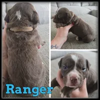 Ranger, a male Olde English Bulldogge for sale in Breckenridge, MI – 4 of 7