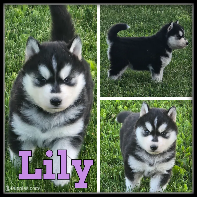Lily – Siberian Husky puppy for sale in Breckenridge, MI