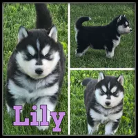 Lily, a female Siberian Husky for sale in Breckenridge, MI – 4 of 7