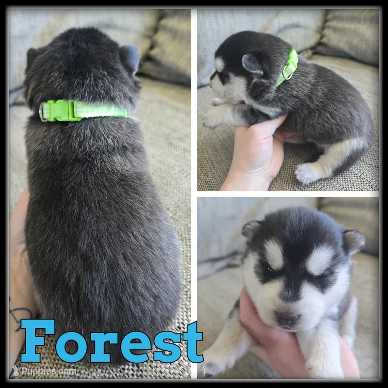 Forest – Siberian Husky puppy for sale in Breckenridge, MI