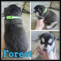 Forest, a male Siberian Husky for sale in Breckenridge, MI – 1 of 1