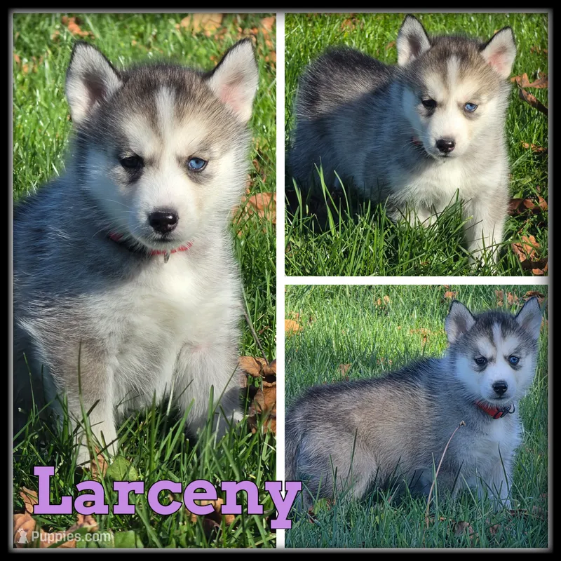 Larceny – Siberian Husky puppy for sale in Breckenridge, MI