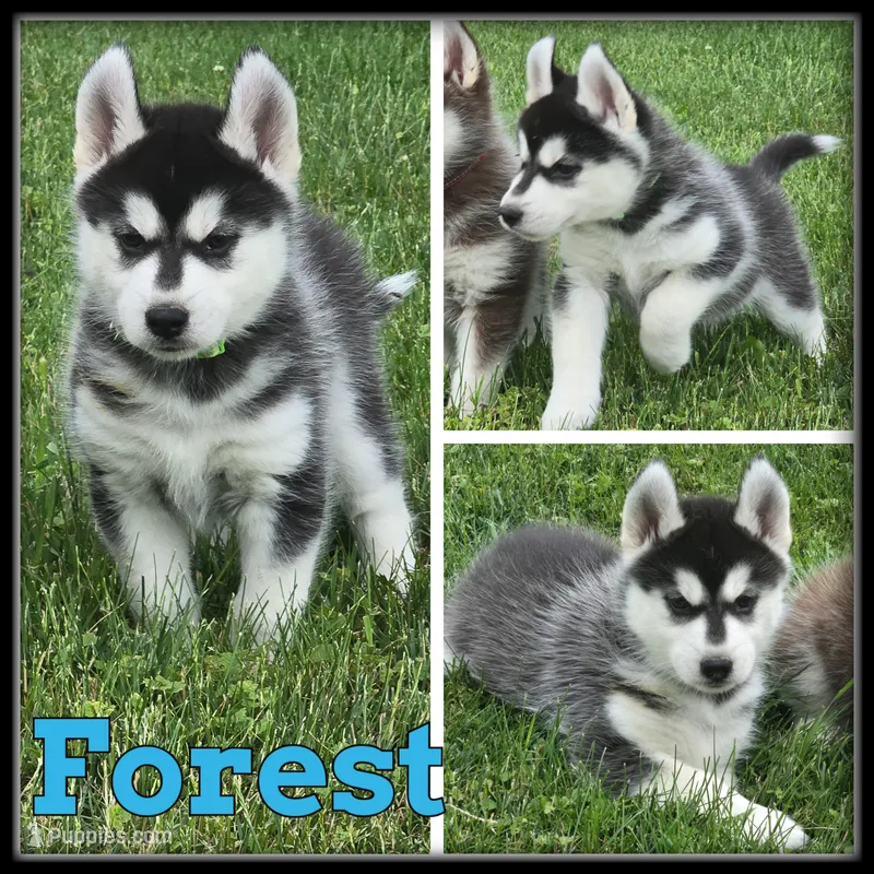 Forest – Siberian Husky puppy for sale in Breckenridge, MI