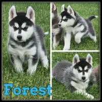 Forest, a male Siberian Husky for sale in Breckenridge, MI – 1 of 1
