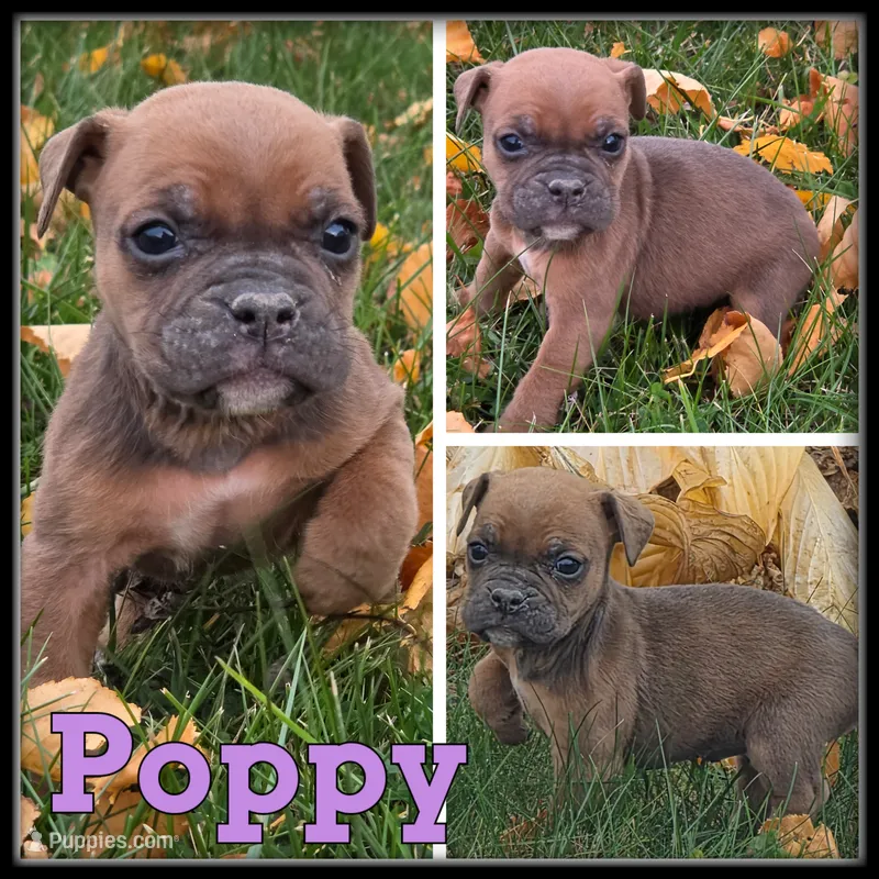 Poppy – Olde English Bulldogge puppy for sale in Breckenridge, MI