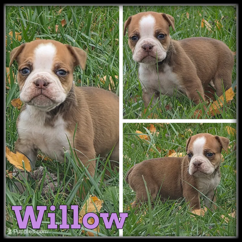 Willow – Olde English Bulldogge puppy for sale in Breckenridge, MI