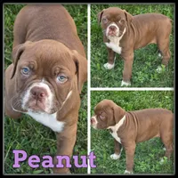 Peanut, a female Olde English Bulldogge for sale in Breckenridge, MI – 4 of 7