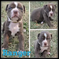 Ranger, a male Olde English Bulldogge for sale in Breckenridge, MI – 2 of 7