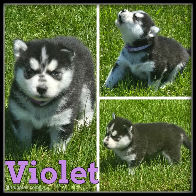 Violet – Siberian Husky puppy for sale in Breckenridge, MI