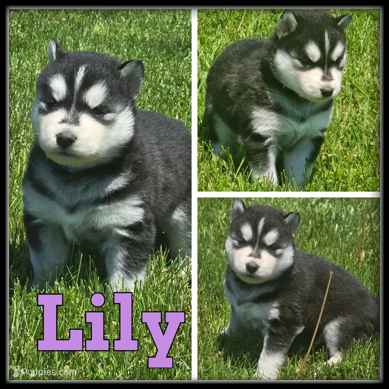 Lily – Siberian Husky puppy for sale in Breckenridge, MI