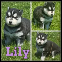 Lily, a female Siberian Husky for sale in Breckenridge, MI – 5 of 7