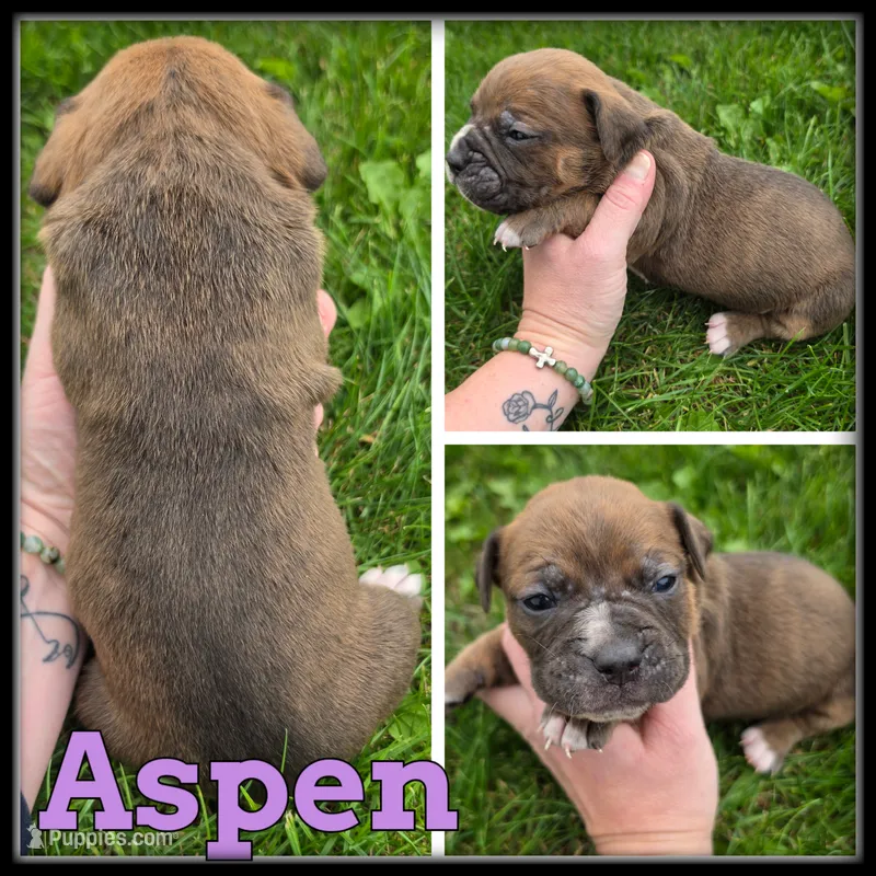 Aspen – Olde English Bulldogge puppy for sale in Breckenridge, MI