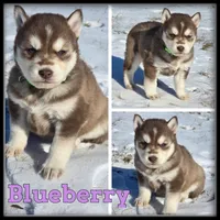 Blueberry, a female Siberian Husky for sale in Breckenridge, MI – Photo 1 of 7