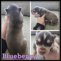 Blueberry, a female Siberian Husky for sale in Breckenridge, MI – Photo 4 of 7