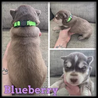 Blueberry, a female Siberian Husky for sale in Breckenridge, MI – Photo 3 of 7