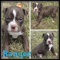 Ranger, a male Olde English Bulldogge for sale in Breckenridge, MI – 6 of 7