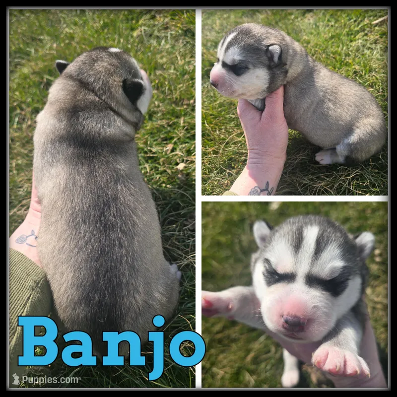 Banjo – Siberian Husky puppy for sale in Breckenridge, MI