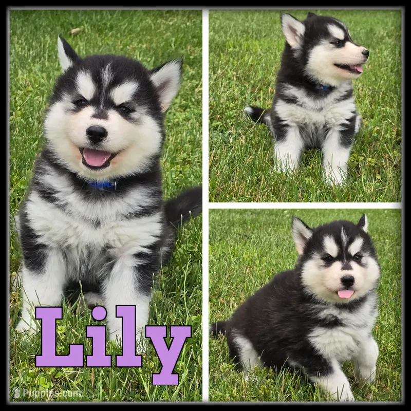 Lily – Siberian Husky puppy for sale in Breckenridge, MI