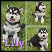 Lily, a female Siberian Husky for sale in Breckenridge, MI – 2 of 7