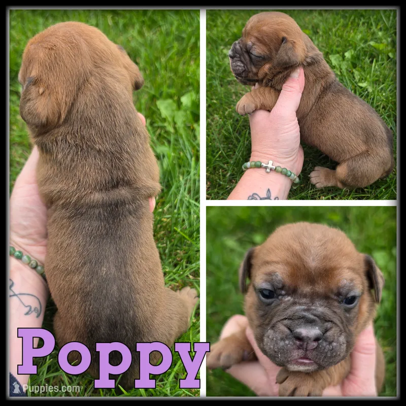 Poppy – Olde English Bulldogge puppy for sale in Breckenridge, MI