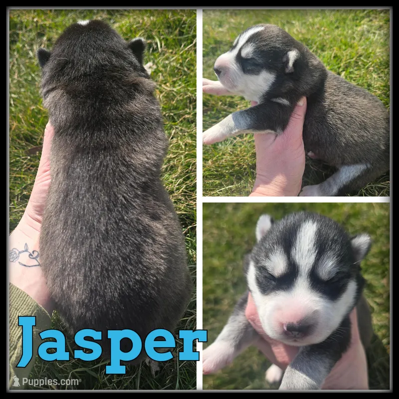 Jasper  – Siberian Husky puppy for sale in Breckenridge, MI