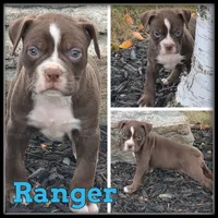 Ranger, a male Olde English Bulldogge for sale in Breckenridge, MI – 3 of 7