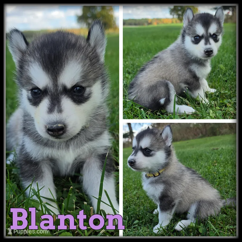 Blanton – Siberian Husky puppy for sale in Breckenridge, MI