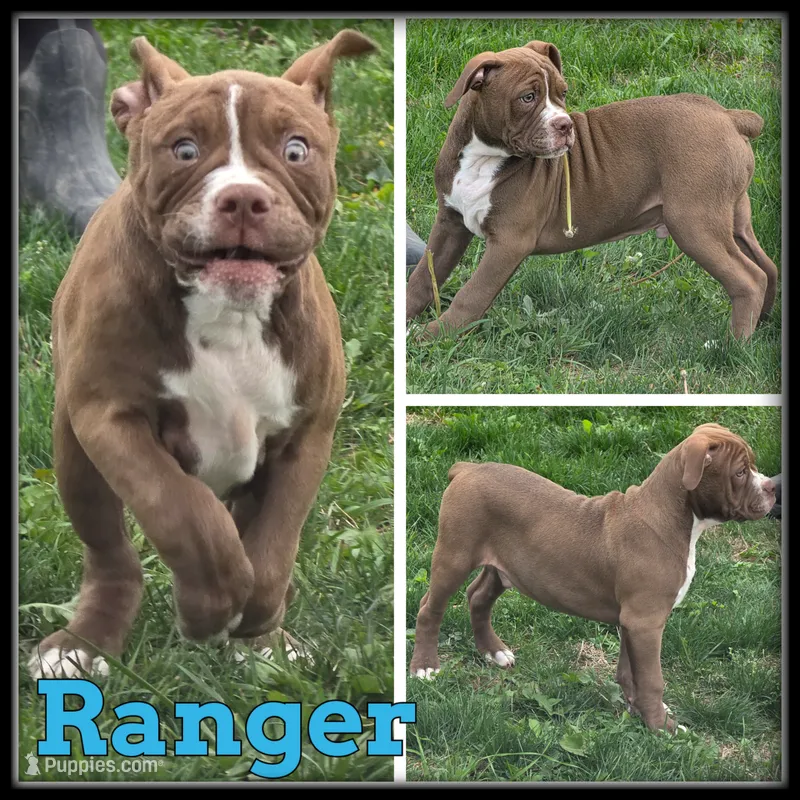 Major – Olde English Bulldogge puppy for sale in Breckenridge, MI